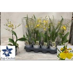 P. Oncidium Amarilla 12/40cm x10 1T