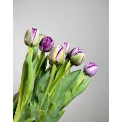 Tulipan Hol. Doble Saigon 40cm Mor. "T50"