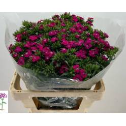 Dianthus Barbatus Hol. Am Neon Cher 50cm "T50"