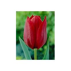 Tulipan Hol. Pallada Rojo Vino 40cm "T50"