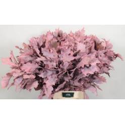 Roble Hol. Rubra Rosa 60cm x20 Pintado