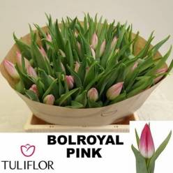 Tulipan Hol. Bolroyal Pink 38cm "T50"