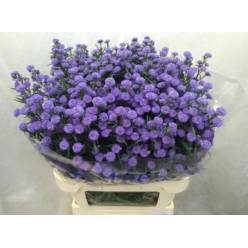 Aster Hol. Parade 85cm 40gr x25