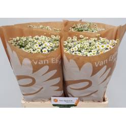 Tanacetum Manzanilla Cameron 60cm 700gr x25 (Egmond)