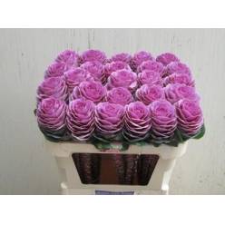 Brassica Hol. Bright Rose 60cm x5 Mor