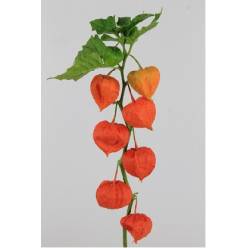 Physalis Naranja 60cm "CC50"