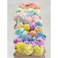 Hortensia Select Pint. Pastel Mix 60cm 17/18 "CC20"