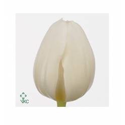 Tulipan Hol. Antarctica 40cm Bl. "T50"