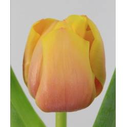 Tulipan Hol. Marit 40cm Sal. "T50"