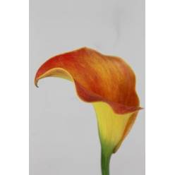 Calla Sunset Passion 40cm Nj.