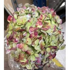 Hortensia Col. Antic Green Red Jumbo 60cm 19 "CC30"