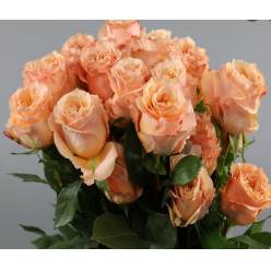 Rosa Ecu. Shimmer 80cm Peach