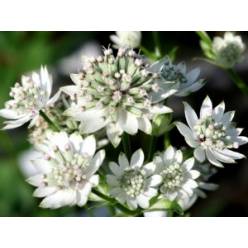 Astrantia Billion Star 50cm "T25"