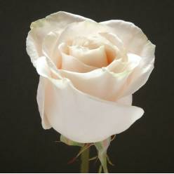 Rosa Col. Blanca 60cm (7 Dias - 2)