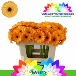 Gerbera Mini Hol. Tweety "T20" (7 Dias - 2)