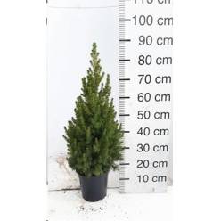 P. Arbol Picea Gl Conica 23/90cm