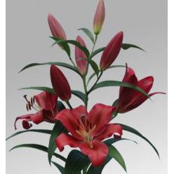 Oriental Hol. Rj. Red Desire 70cm 2 flores