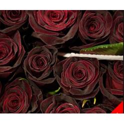 Rosa Col. Black Baccara 60cm