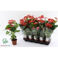 P. Anthurium An Jambo Red 12/45cm x10 4-Flores