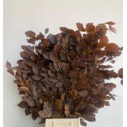 Fagus Estabilizado Brown 70cm 100g