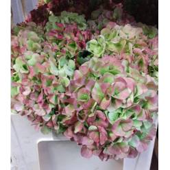 Hortensia Hol. Verena Classic 100cm 22/24 Bic.