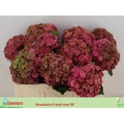 Hortensia Hol. Roy Anasta Classic 80cm 20/22