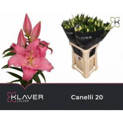 Oriental Hol. Rs. Canelli 75cm 2/3 flores