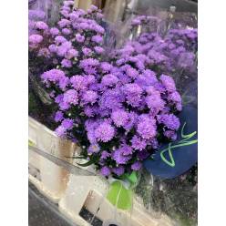 Aster Hol. Double Date Pink 70cm 15gr x25