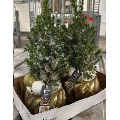 P. Arbol Picea Gl Nevado+Decorado 15/40cm "CC4"