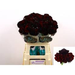 Scabiosa At Bon bon Ma Ch Sco 60cm x25