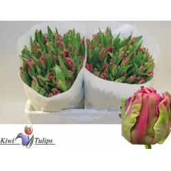 Tulipan Hol. Cerise Parrot 35cm Fuc. "T10"