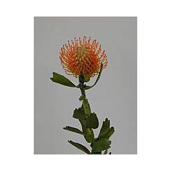 Protea Nutans Naranja Soleil 30cm