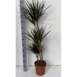 P. Dracena Marginata  Magenta 21/125cm 3P  (120/90/60)