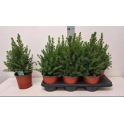 P. Arbol Picea Gl Conica 15/45cm x6