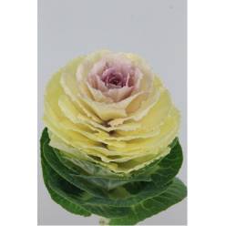 Brassica Hol. White Crane 55cm x5 (7 Dias - 2)