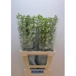 Delphinium Hol. El Guard White 70cm "x10 tallos" (7 Dias - 2)