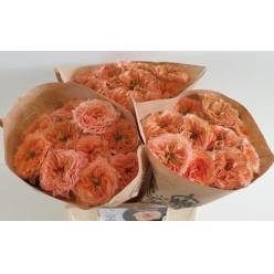 Rosa Hol. Living Coral 40cm x10 (7 Dias - 2)