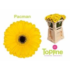 Gerbera Mini Hol. Pacman Am. "T20" (7 Dias - 2)