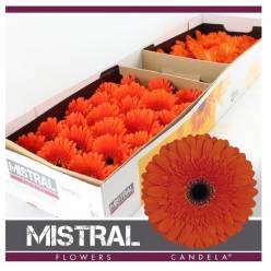 Gerbera Hol. Candela Nj. "T25" (7 Dias - 2)