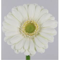 Gerbera Mini Hol. Albino Bl. "T20" (7 Dias - 2)