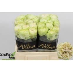 Rosa Hol. White kahala-bb Bl. 50cm x10 (7 Dias - 2)