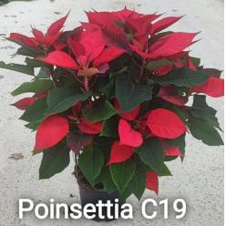 P. Poinsetia Nac. 19/70cm