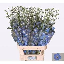 Delphinium Century Skyblue 70cm x10