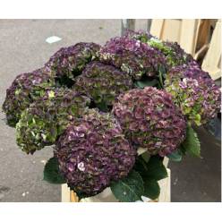 Hortensia M Magic Revolution Classic 60cm x5 16