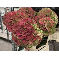 Hortensia Hol. Roy. Palace Classic 65cm 18/20