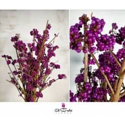 Callicarpa Mag Deep Purp 50cm x5