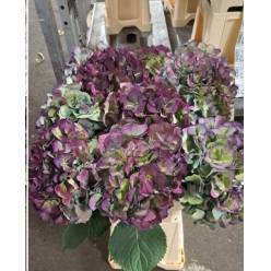 Hortensia Hol. Magic Elbtal Classic 60cm 18/20