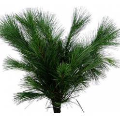 Pinus Strobus 60cm x10