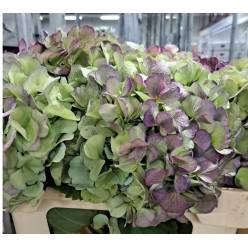 Hortensia Hol. Verena Blue Classic 55cm 18/20