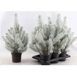 P. Pinus Silver Crest Navidad+Nieve 15/65cm x6